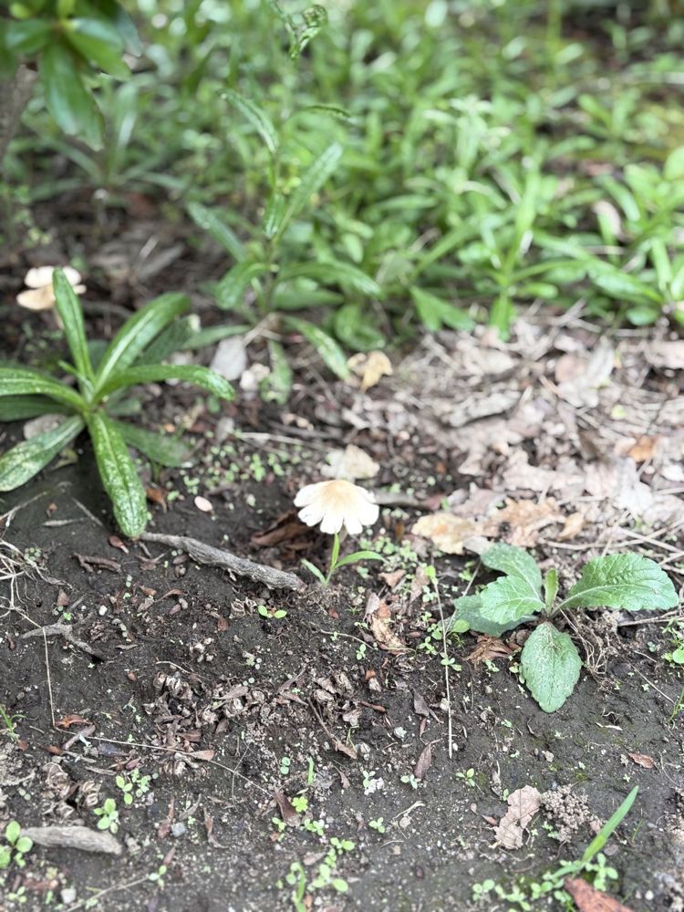 ヒメヒガサヒトヨタケ類