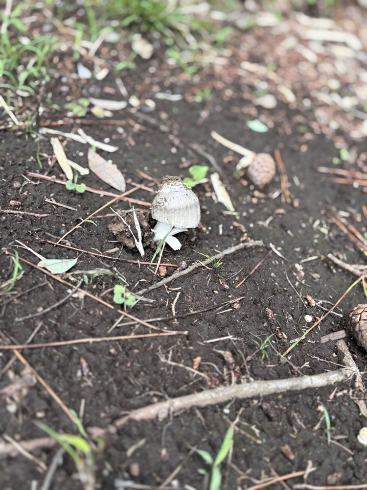 ヒトヨタケ類の幼菌