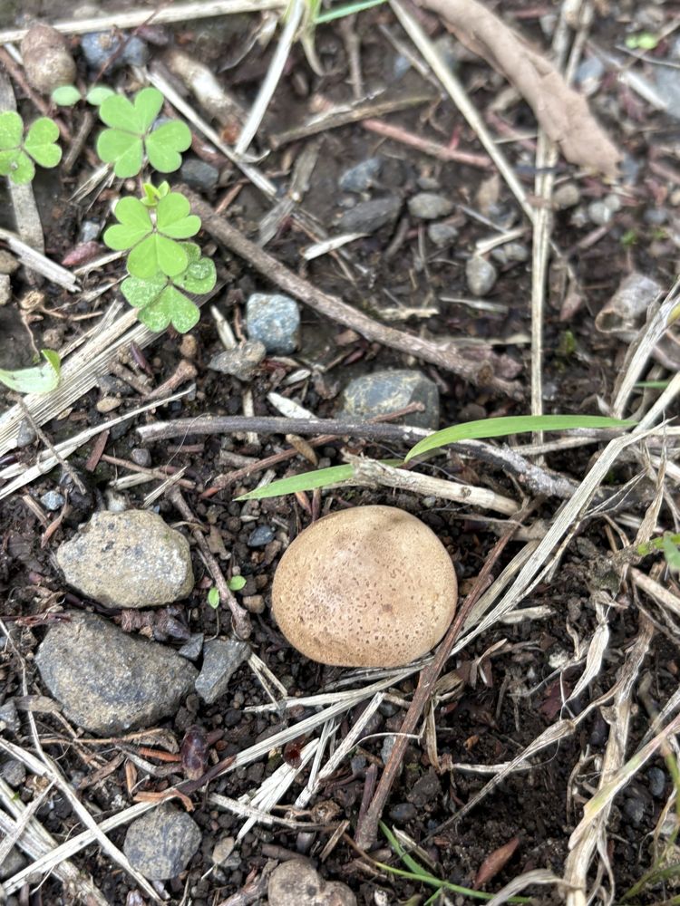 球形の幼菌(ホコリタケ類/ニセショウロ属の可能性)