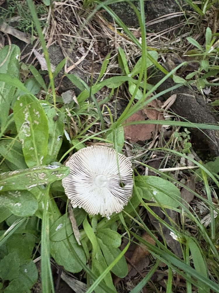 ヒメヒガサヒトヨタケ類