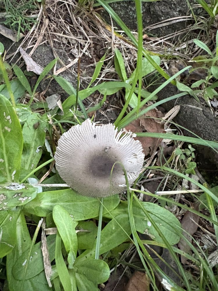 ヒメヒガサヒトヨタケ類