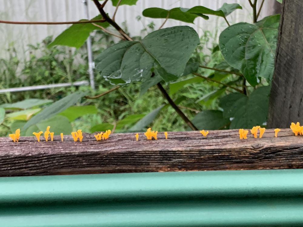 ツノマタタケ類(橙色のゼラチン質菌)