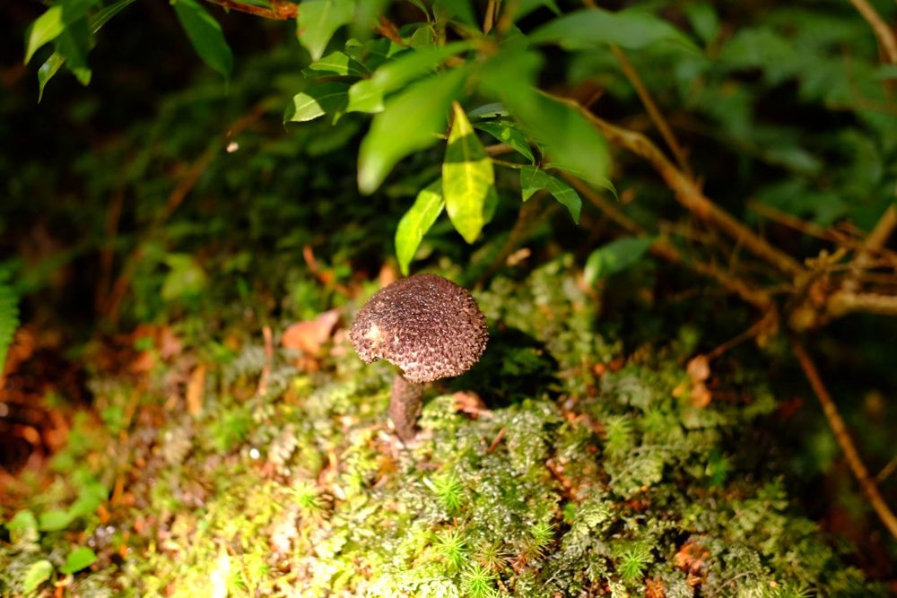 ハラタケ目の一種（属不明・暗紫褐色の微粒状鱗片）